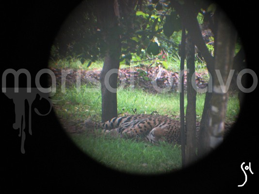 Vista de jaguar