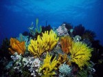 Obras de arte: Europa : Espa�a : Catalunya_Barcelona : BCN : Corales del mar