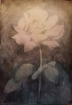 Obras de arte: Europa : Espa�a : Castilla_La_Mancha_Toledo : Toledo : Rosa blanca