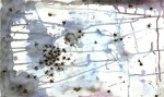 Obras de arte: America : M�xico : Baja_California : tijuana_mexico : moscas