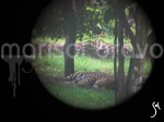 Obras de arte: America : M�xico : Jalisco : zapopan : Vista de jaguar