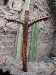 Obras de arte: America : M�xico : Durango : durango_ciudad : DEL CENTRO DE LA TIERRA