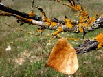 Obras de arte: Europa : Espa�a : Valencia : Riba-roja : hoja