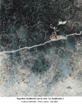 Obras de arte: America : Argentina : Buenos_Aires : Ciudad_de_Buenos_Aires : Argentino equilibrista
