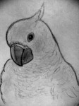 Obras de arte: America : Costa_Rica : Heredia : Heredia_centro : Cacatua
