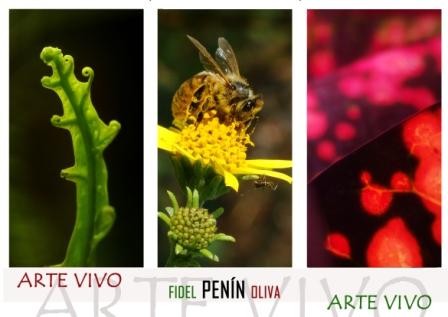 ARTE VIVO: Nueva exposición fotográfica de Fidel Penín Oliva