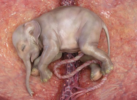 Ver sin ojos a un elefante.