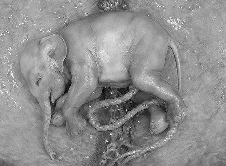 Ver sin ojos a un elefante.