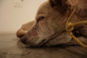 ARTISTA-TORTURADOR Guillermo Habacuc Vargas y la Bienal de Honduras 2008