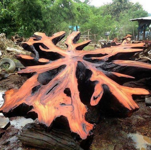 La sensibilidad interna en la madera