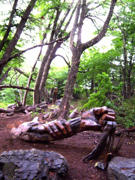 EL BOSQUE TALLADO