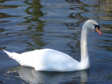 Feliz cisne