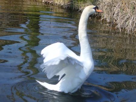 Feliz cisne