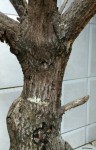 <a href='https://www.artistasdelatierra.com/obra/149471-erotic-tree-3.html'>erotic tree 3 » Didi Dias<br />+ más información</a>