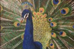 <a href='https://www.artistasdelatierra.com/obra/153477-Pavo-real.html'>Pavo real » Idelmar Pérez<br />+ más información</a>