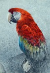 <a href='https://www.artistasdelatierra.com/obra/154919-Guacamayo-rojo.html'>Guacamayo rojo » Antonio Valdés <br />+ más información</a>