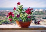 <a href='https://www.artistasdelatierra.com/obra/74942--Flowers-on-the-balcony.html'> Flowers on the balcony » Maya Bukhin<br />+ más información</a>